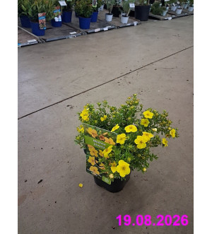Potentilla frut. 'Annette' C 1,4 L